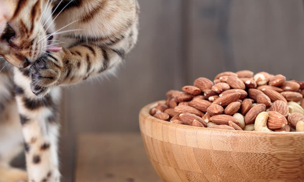 What Human Foods Can Cats Eat?